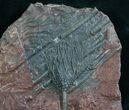 Moroccan Crinoid Fossil - Scyphocrinites #8002-1